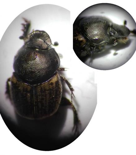 Réf. 244 660 : Onthophagus similis